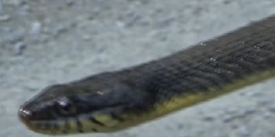 Waterbury snake